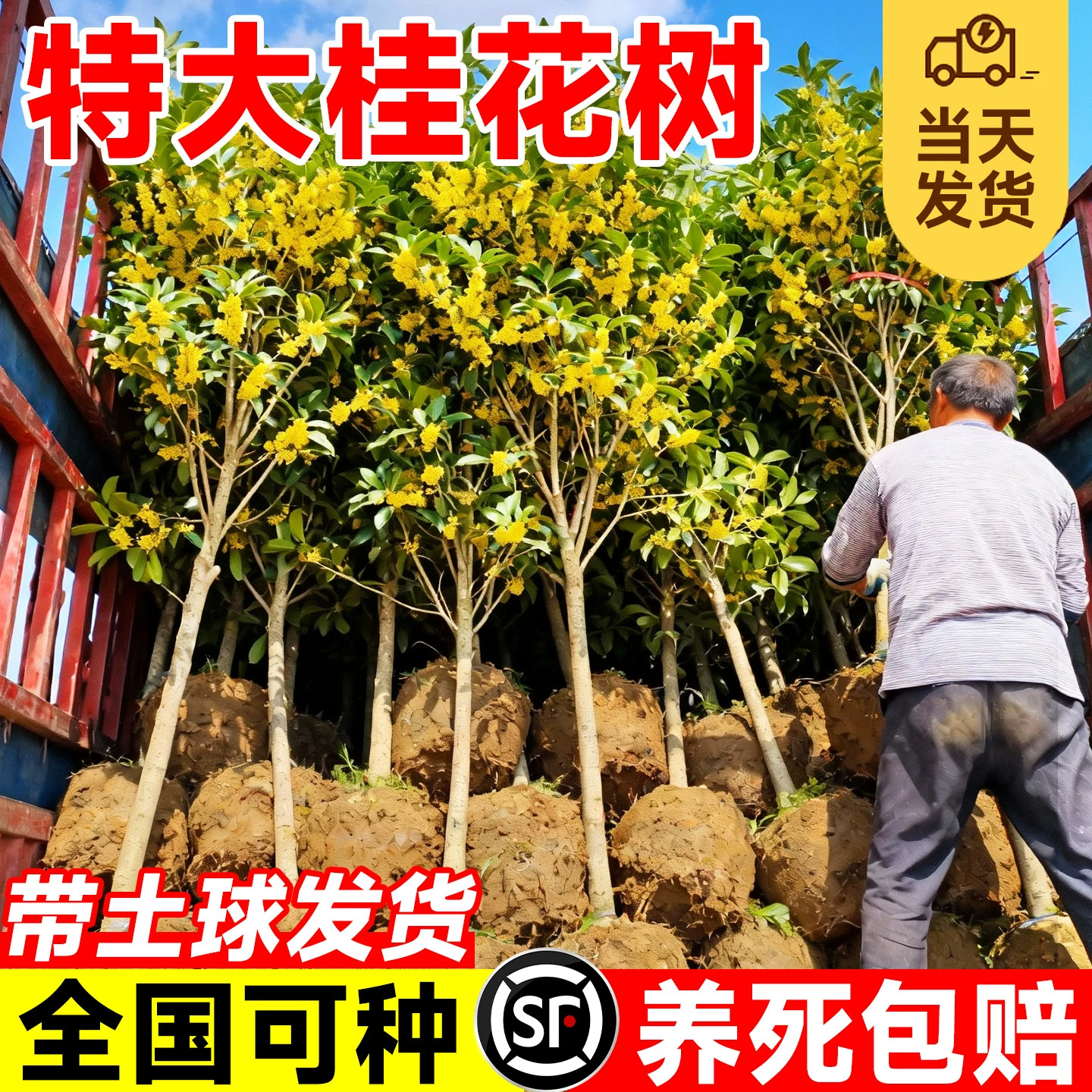 八月桂花树苗盆栽特大号带花苞四季金丹桂庭院地栽花卉绿化行道树