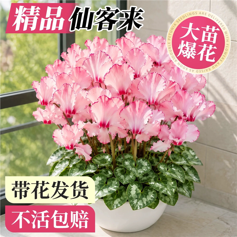 仙客来盆栽花苗带花特大室内好养花卉绿植蝶衣花重瓣开花阳台植物