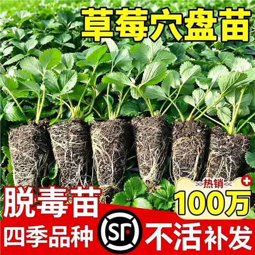 草莓苗秧四季结果盆栽种子