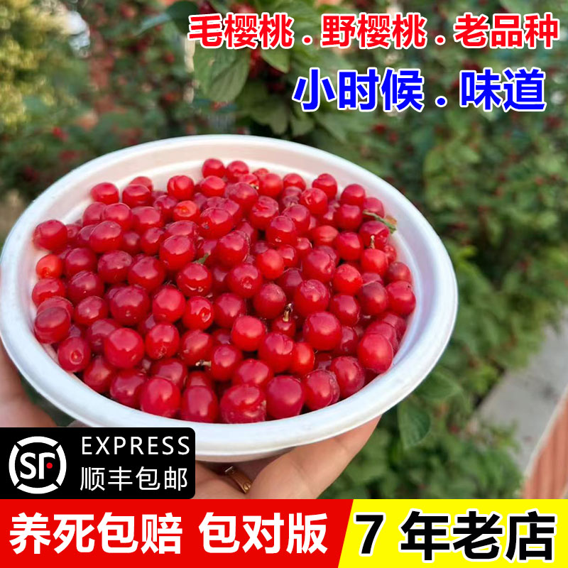 老品种毛樱桃树苖野生山樱桃树苗盆栽矮化东北小樱桃苗南北方种植
