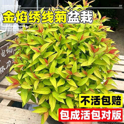 金焰绣线菊盆栽多年生庭院灌木粉花绣线菊苗观叶花境植物耐寒耐热