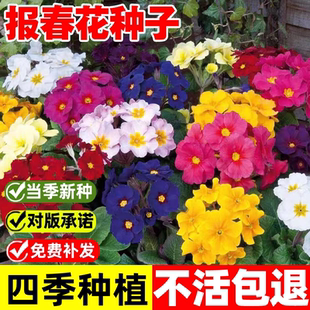 报春花种子四季易活花籽年景花七重楼樱草开花阳台庭院盆栽花种
