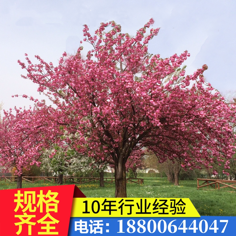 日本樱花树苗花卉南北庭院别墅地载绿化植物室内外好养的四季开花