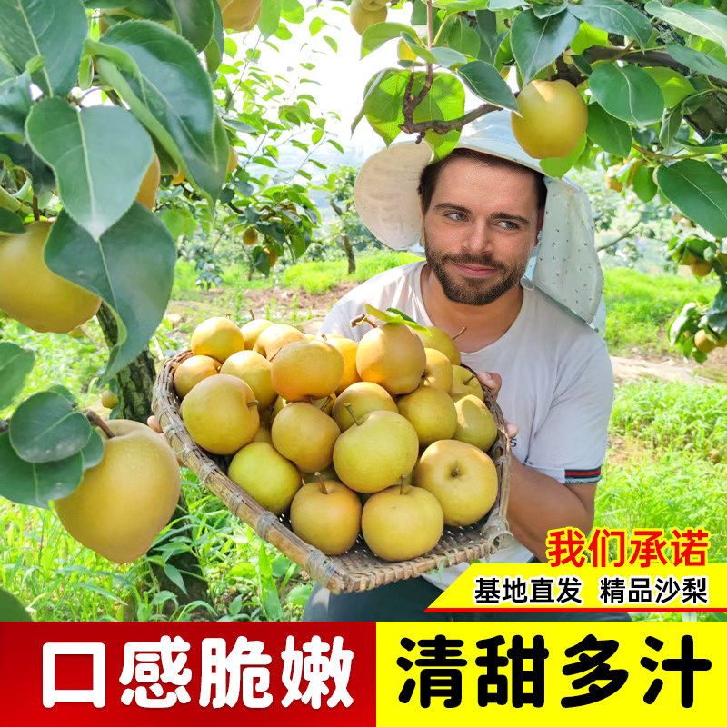 沙梨树果苗嫁接梨树果苗果树庭院地栽南北方种植盆栽当年结果