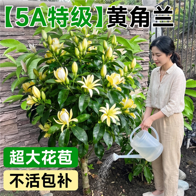 黄角兰树苗四季开花盆栽鲜花泡酒玉兰花大树花朵新鲜好养开花带苞