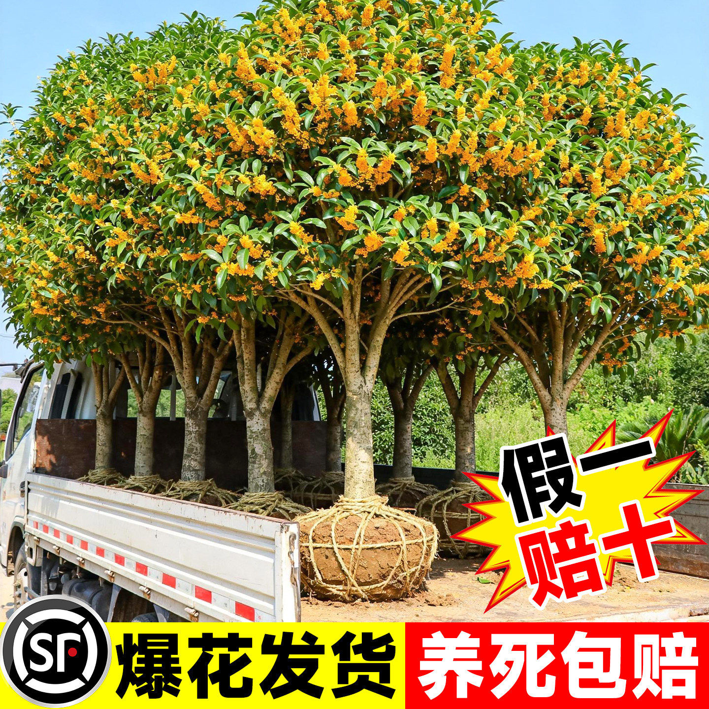 桂花树苗大树四季桂老桩庭院金桂八月桂室外种植别墅地栽花卉绿植