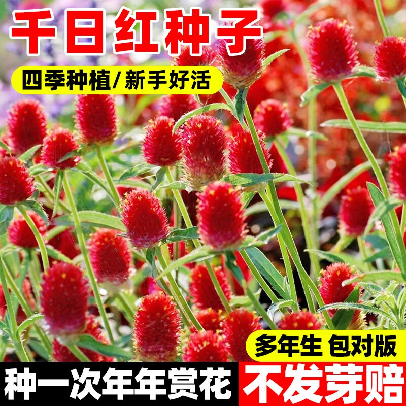 千日红花种子四季播种开花百日红火球庭院易活花籽千日紫花种籽子