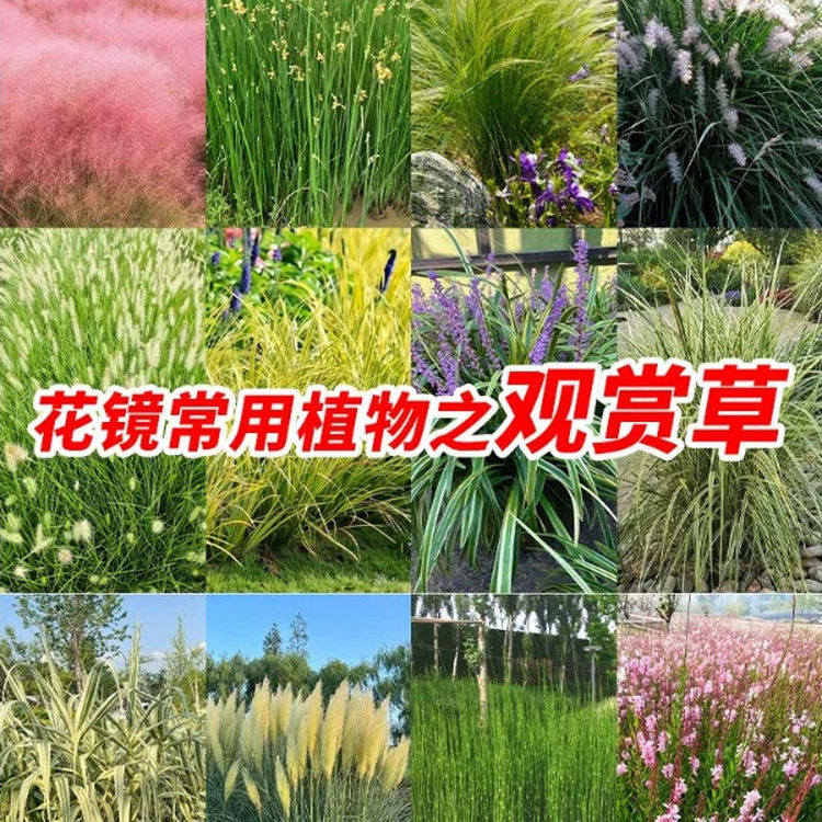 观赏草苗大全矮蒲苇白穗狼尾草庭院花园地被细叶芒狼尾草羽毛草苗