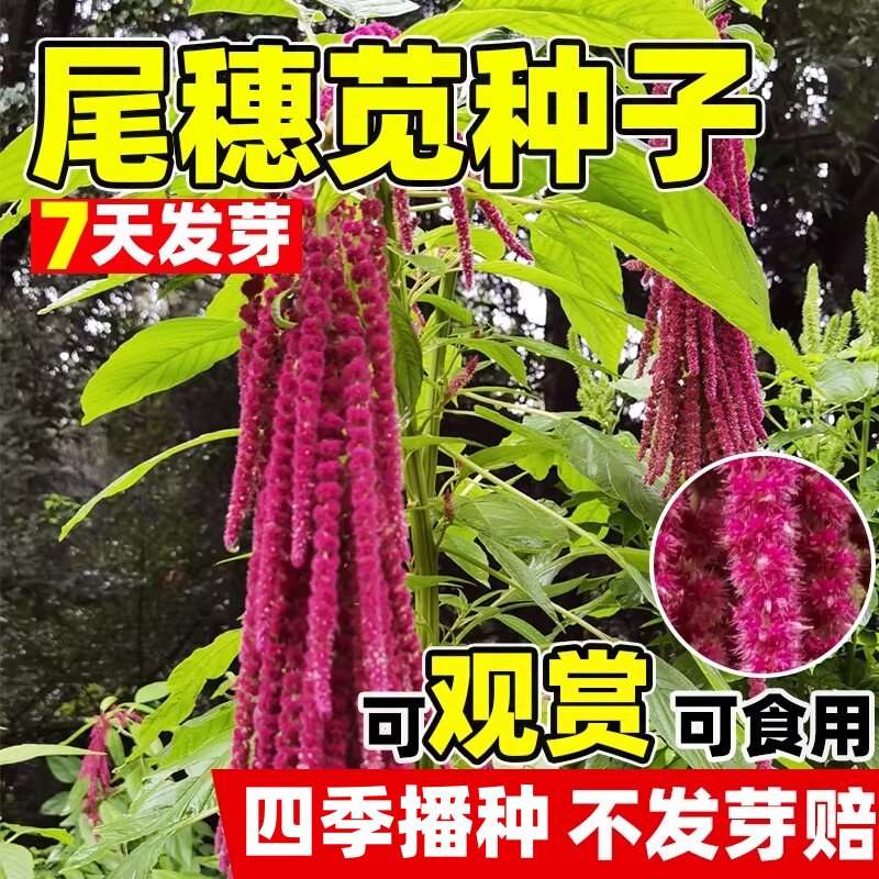 尾穗苋种子观赏花仙人谷籽粒苋种子四季易种花草长势强尾穗苋花籽