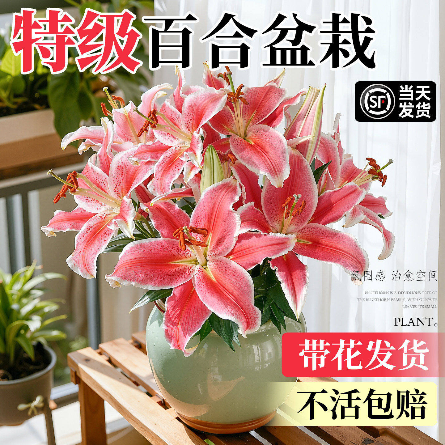 香水百合盆栽室内四季开花客厅带花苞花好养活绿植重瓣鲜花卉植物