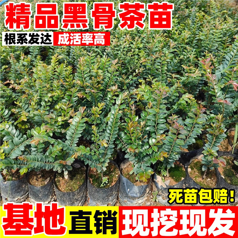 黑骨茶树苗盆栽阳台室内外四季常青绿植好养台湾小叶紫檀树苗盆景