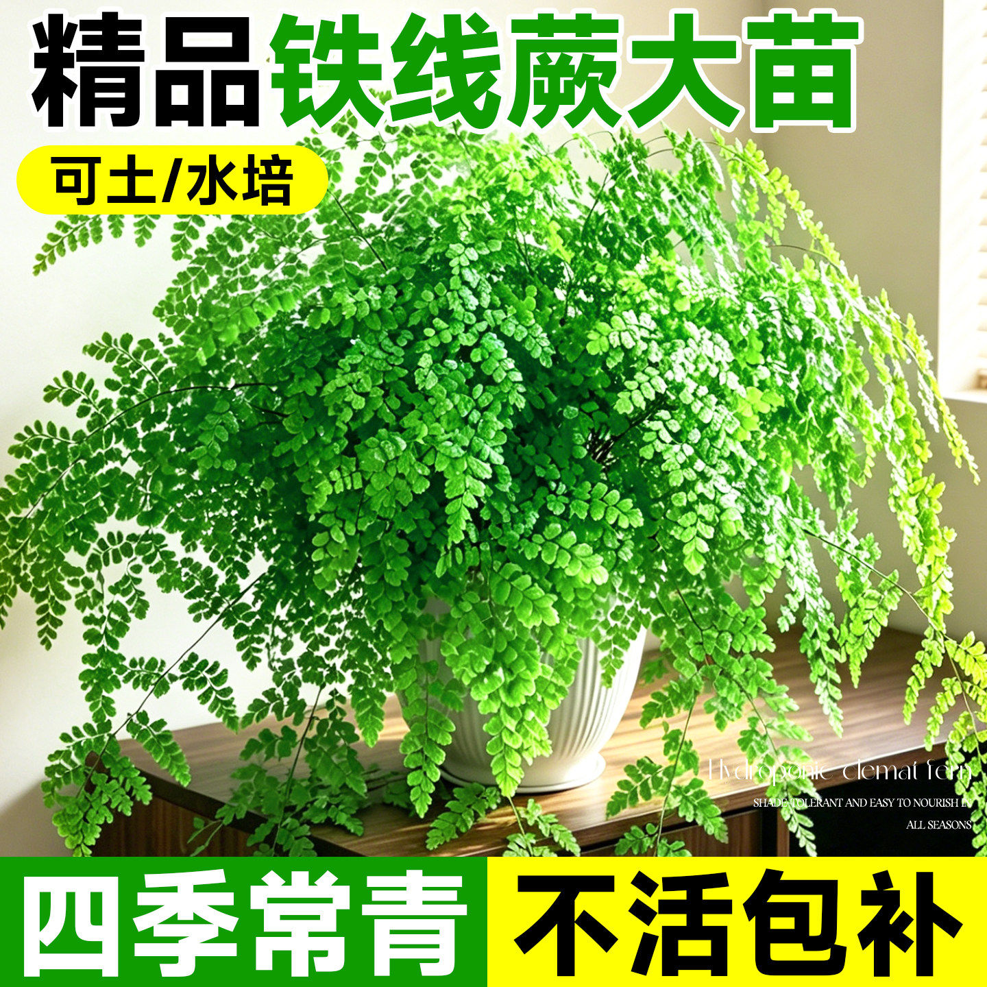 铁线蕨盆栽室内办公室桌面耐阴好养铁丝草阳台易活常绿观叶绿植物