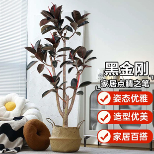 造型橡皮树黑金刚客厅落地式绿植物室内净化空气大型老桩真树盆栽