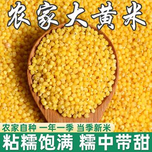 大黄米软米糜子新粽子米大黄米粘黄米黄粽子米糯小米1斤五谷杂粮