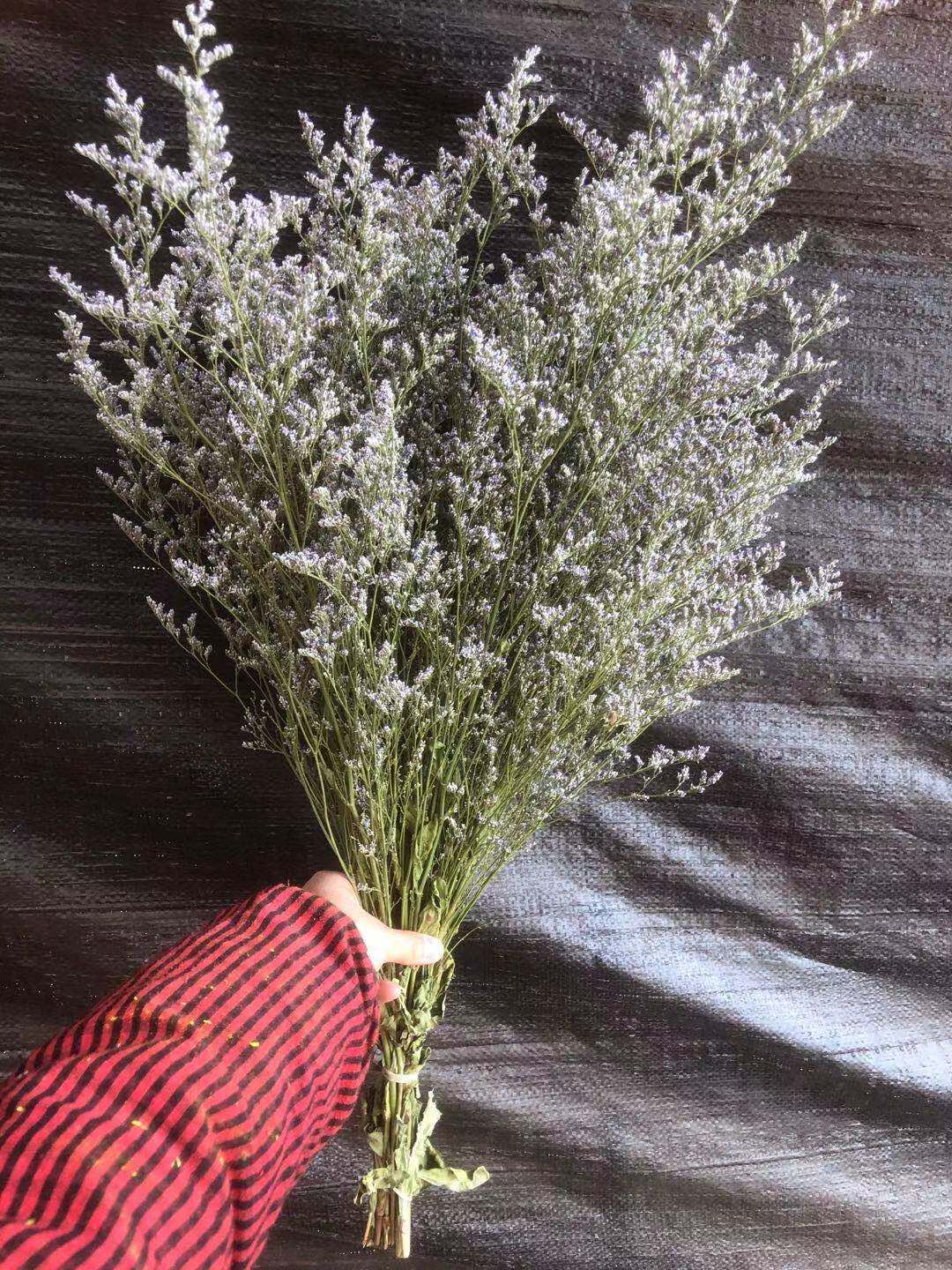 原色情人草 云南干花 永生花 花束配草水晶草情人草干花花束领头