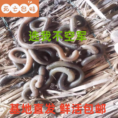 江苏户外新鲜青蚯蚓稻田黄鳝笼现货野钓活的黑蚯蚓抓鳗鱼鲜活蚯蚓