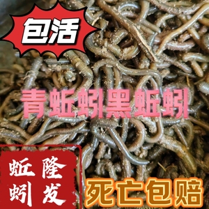 鲜活青蚯蚓臭蚯蚓钓黄鳝的蚯蚓颗粒黑蚯蚓下钓鱼饵料