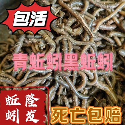 鲜活青蚯蚓臭蚯蚓钓黄鳝的蚯蚓颗粒黑蚯蚓下钓鱼饵料