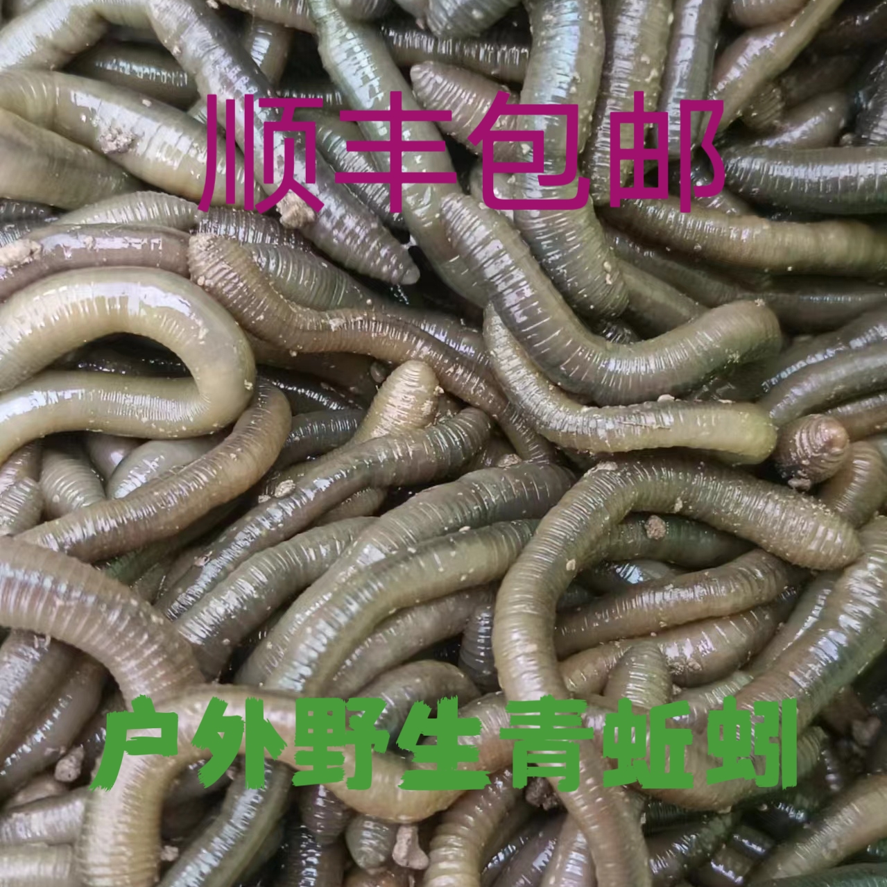 顺丰包邮户外青蚯蚓黑蚯蚓活饵钓黄鳝蚯蚓钓鱼蚯蚓活体垂钓蚯蚓饵
