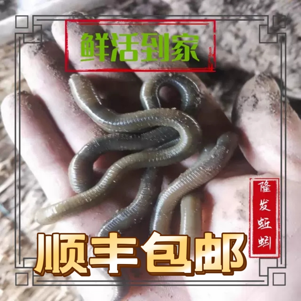 青蚯蚓钓黄鳝蚯蚓钓鱼钓黄鳝黑蚯蚓鲜活大蚯蚓青专用野钓蚯蚓