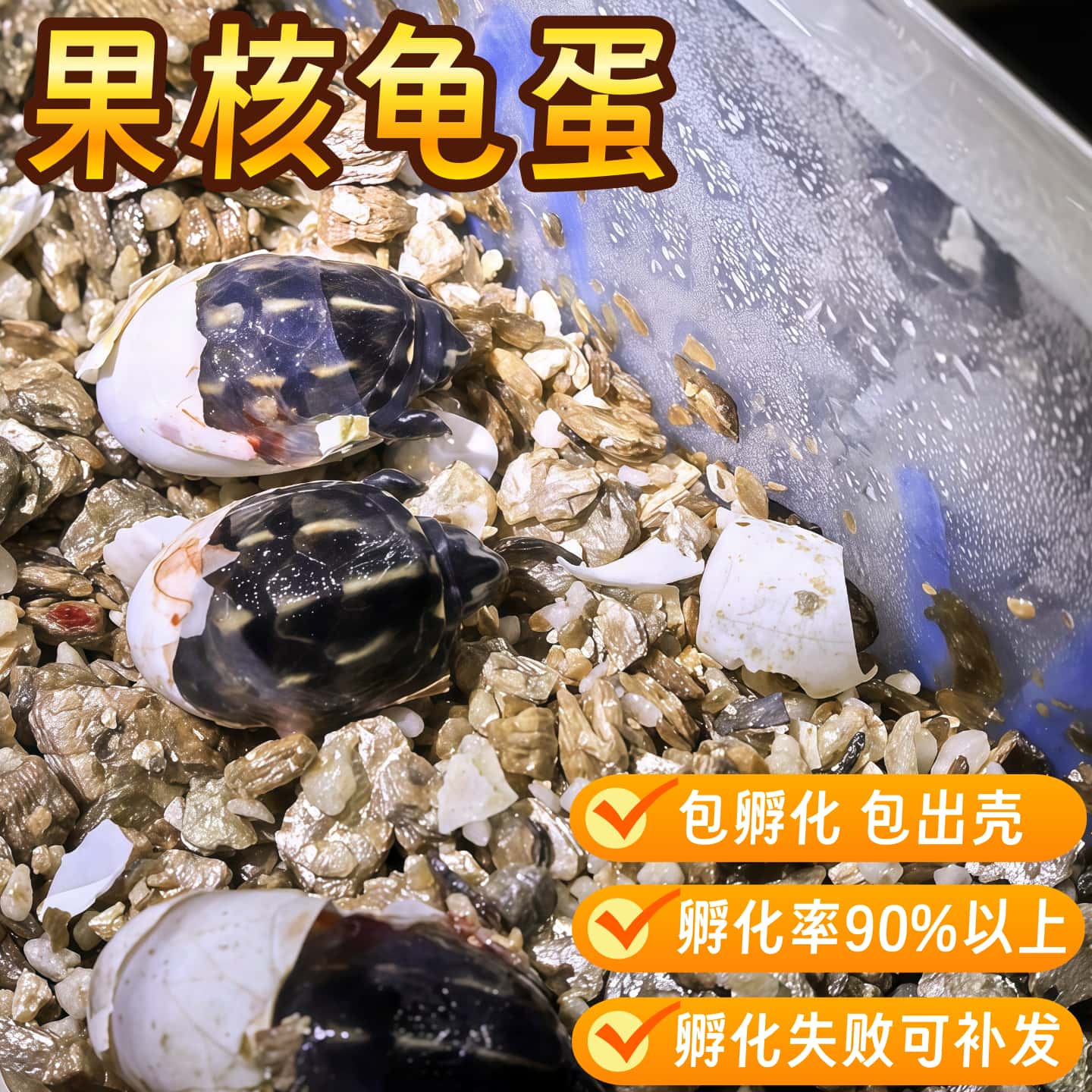 果核泥龟蛋可孵化受精龟蛋