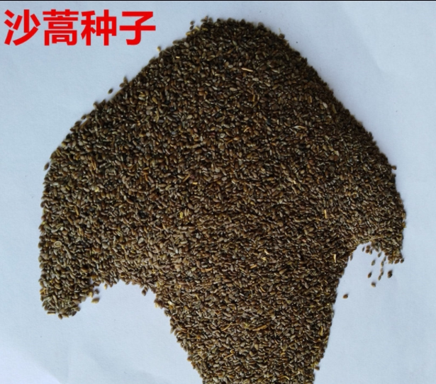 沙蒿籽沙蒿子沙蒿种子固沙牧草种籽草蒿荒地蒿荒漠蒿种子量大从
