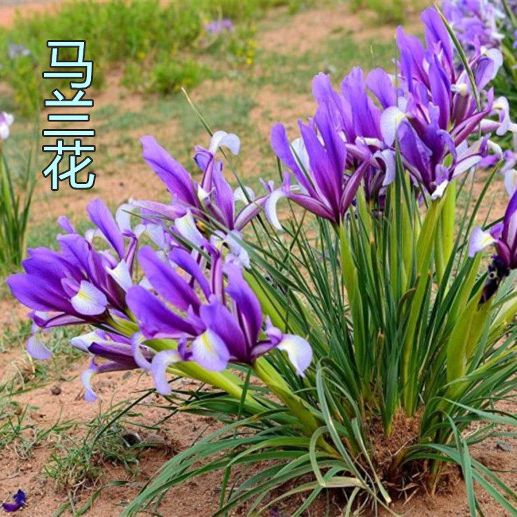 马兰花四季播种多年生宿根花草种子耐旱耐涝耐盐碱适应性强花籽 - 实物图