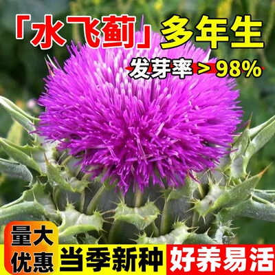 水飞蓟种子老鼠筋水飞雉奶蓟奶蓟草种籽花卉中草药材耐寒庭院观赏