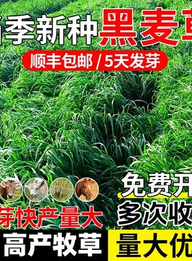 牧草种子多年生四季黑麦草
