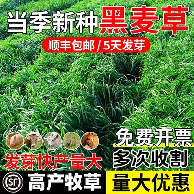 牧草种子多年生四季黑麦草