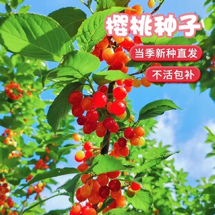 正宗大青叶樱桃种子野樱桃种子山樱桃山种子果树种子嫁接砧木