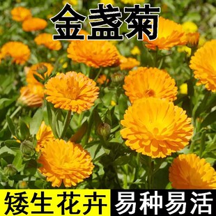 金盏菊种子金盏花种子四季易种花种子长生菊花海易种盆栽耐寒耐阴