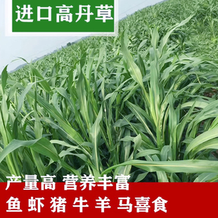 牧草高丹草种籽超级糖王养殖猪牛羊草草种籽鸡鸭鹅鱼草种籽子四季