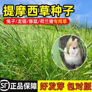 提摩西草种籽兔草种子孑猫尾草梯豚鼠荷兰猪优质草多年生牧草种子