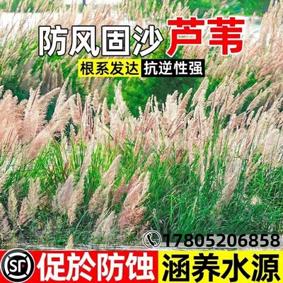 芦苇种子狗尾巴种籽护坡固土草绿化植物水生小灌木四季常青多年生
