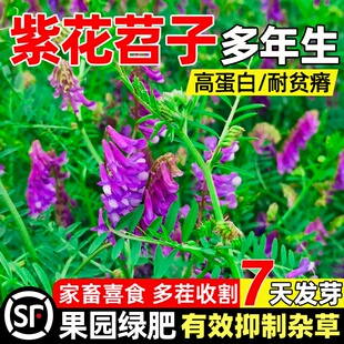 光叶紫花苕种子毛苕子牧草果园绿肥种籽高产箭舌野豌豆多年生草籽