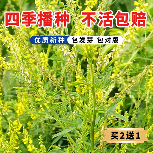 草木樨种子 草木犀 蜜源植物 黄花草 牧草型 绿肥 耐寒耐贫瘠草籽