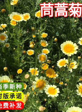 茼蒿菊种子木春菊木茼蒿花种子多年生四季播金黄色木茼蒿花籽
