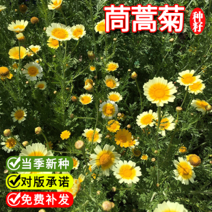 茼蒿菊种子木春菊木茼蒿花种子多年生四季播金黄色木茼蒿花籽