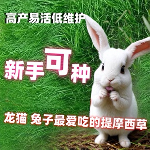 提摩西草籽兔子可食用猫尾草仓鼠荷兰猪龙猫优质多年生牧草种子孑
