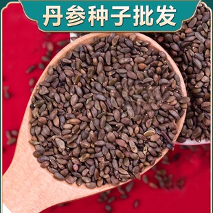 中药材丹参种籽野生特级丹参种子新鲜红丹参苗幼苗春四季种植种籽