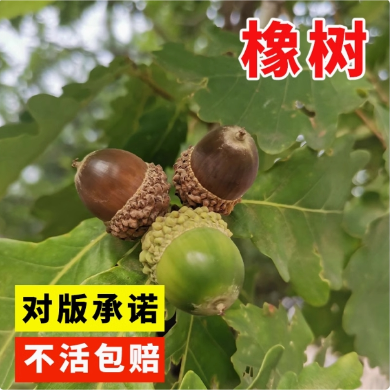 橡树种子砍烧柴火木青冈栎树橡子苗栗茧蒙古栎红橡树种子娜塔栎籽