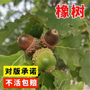 橡树种子砍烧柴火木青冈栎树橡子苗栗茧蒙古栎红橡树种子娜塔栎籽