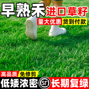 早熟禾草籽草坪草种矮生耐践踏耐寒四季种子庭院别墅绿化种孑常青