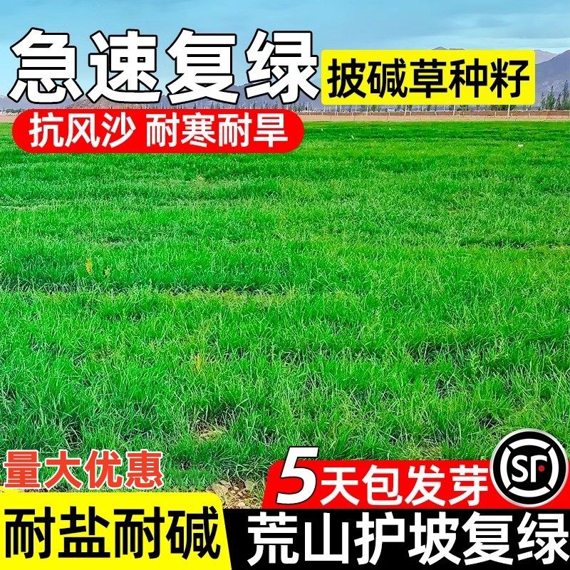 进口披碱草草籽矿区绿化草坪种子耐盐碱耐旱抗风沙护坡固土草种籽