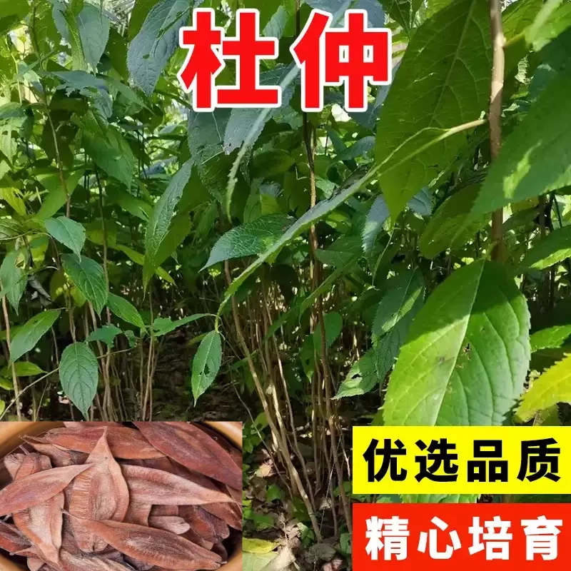 精选杜仲种子杜仲树种子新采杜仲种籽中药材杜仲丝棉皮胶树多年生