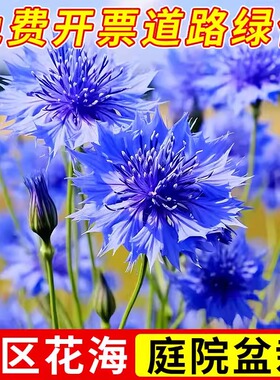 蓝色矢车菊花种子庭院景观花海绿化盆栽种籽四季播种开花混色花孑