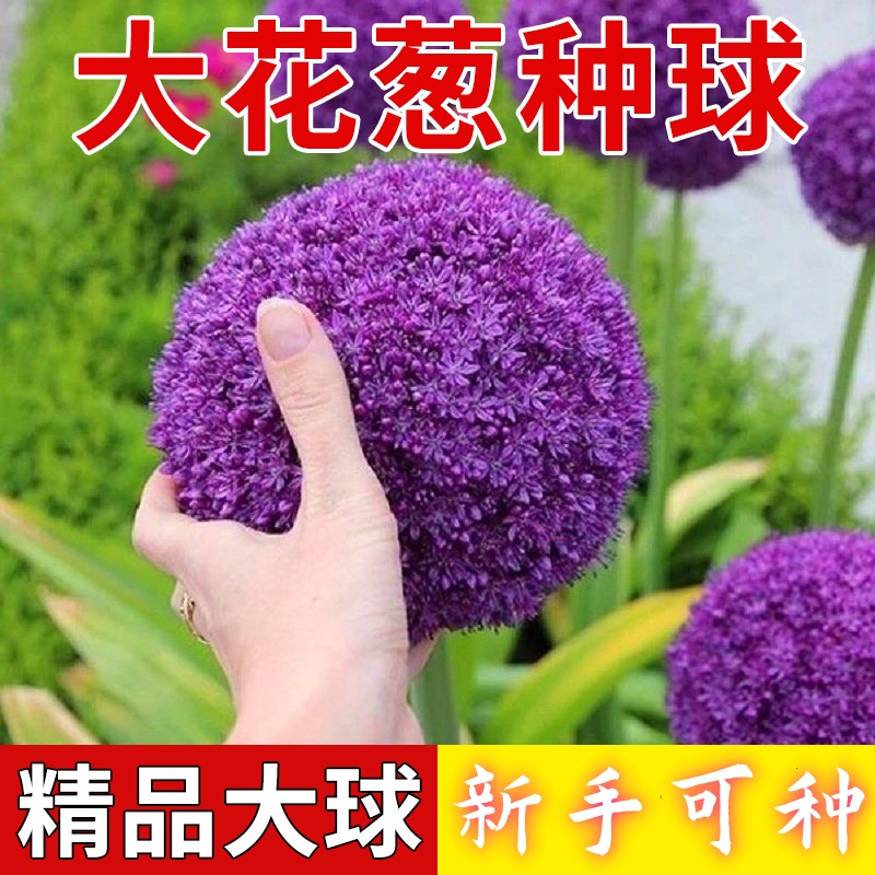 大花葱种子包邮四季易开花种植花卉绿植庭院盆栽花园花海植物花籽