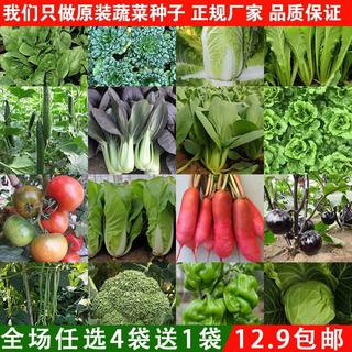 四季蔬菜种子家庭阳台盆栽易种植萝卜香菜菠菜白菜青菜种籽孑大全