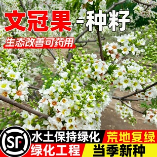 精选新采文冠果树籽 食用野生 散装观花风景树绿化植物 林木种子